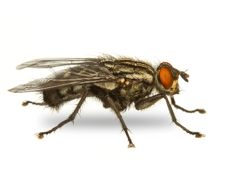 Diệt ruồi an toàn hiệu quả tận gốc