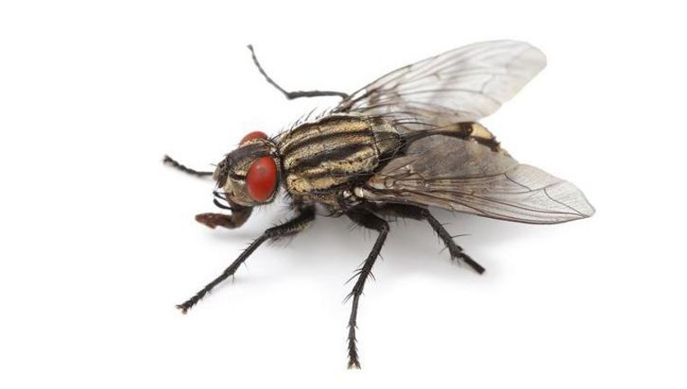 Dịch vụ diệt ruồi hiệu quả, tận gốc tại Quận Hà Đông