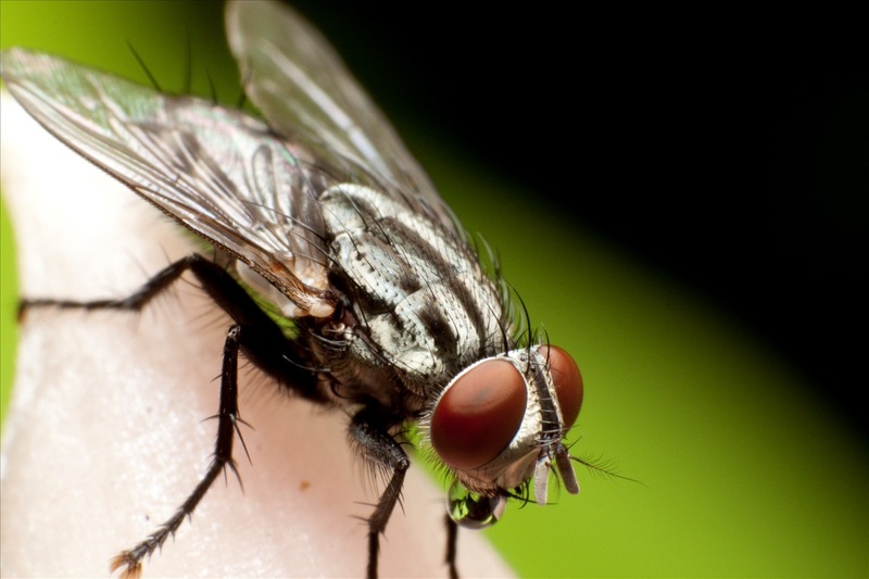 Dịch vụ diệt ruồi trọn gói, chuyên nghiệp và diệt tận được cả những loài côn trùng gây hại khác
